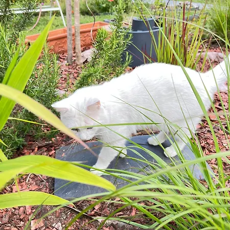 Pause Relax à De Marsan Apartamento Mont-de-Marsan